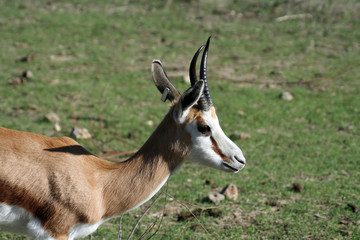 thompson's gazelle