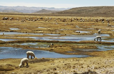 alpacas pastoral in the peru