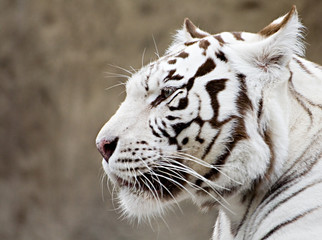 Obraz premium what the white tiger thinks?