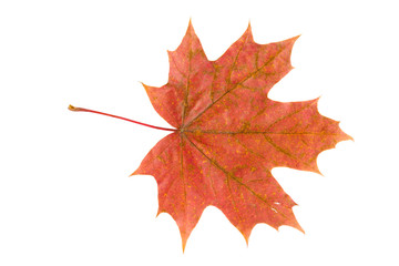 red leaf of a maple