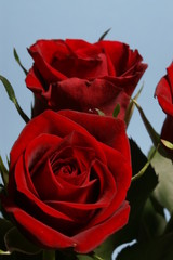 Fototapeta premium red roses