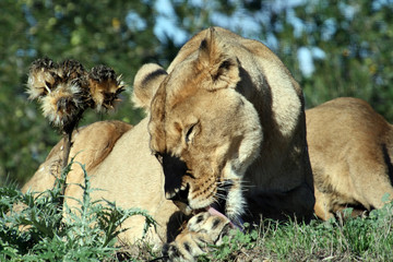 lion and thistle