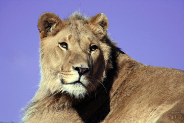 lion on blue sky