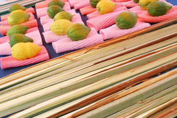 jewish citrons & ceremonial palm frond display