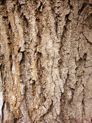 bark