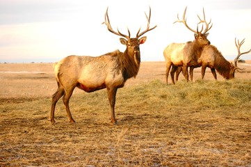 elk stags