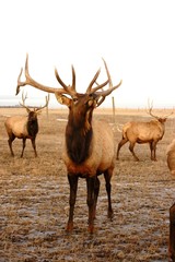 elk posing