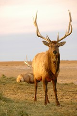 elk