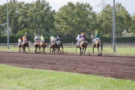 course de chevaux - trot monté