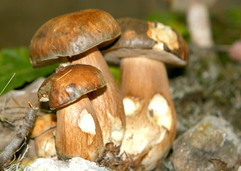 Groupe de cêpes
