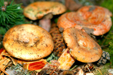 Champignons