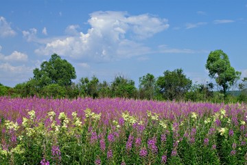 field