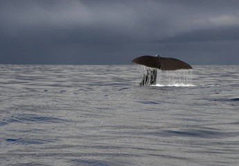 whale tale