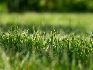 grass