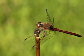 libellule