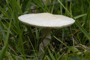 champignon