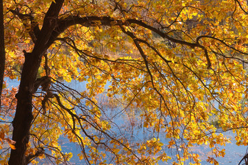 yellow tree