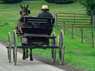 amish man driving horse pulled wagon