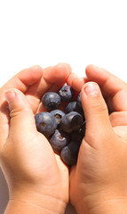 blueberry hands