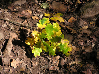 0564-feuilles de ch&ecirc;ne