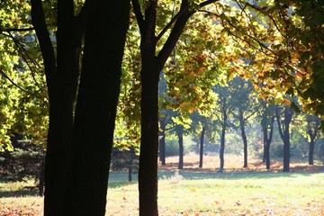 Fototapeta premium autumn park