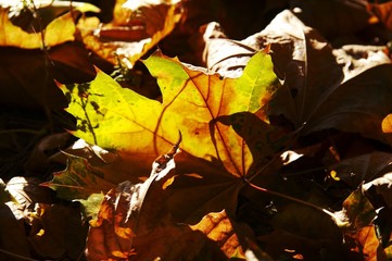 autumn