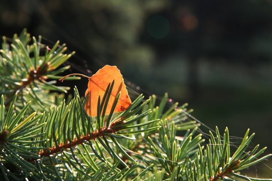 birsh leaves on the pine
