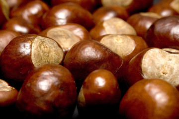 conkers
