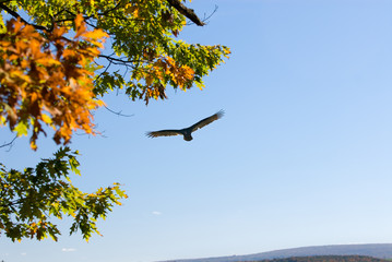 soaring turkey vulture