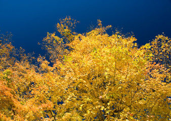 Fototapeta premium gorgeous yellow maple