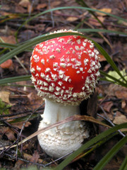mushroom   fly agaric
