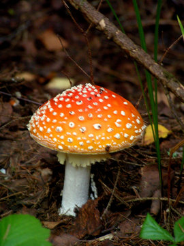 mushroom toadstool