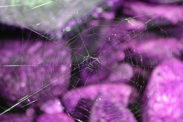 tela de araña