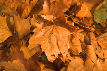 leaves during fall season