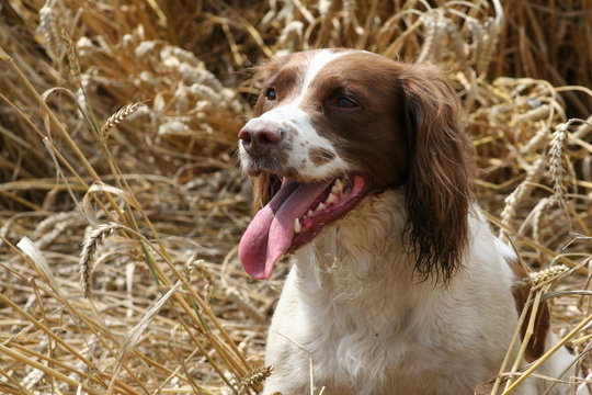 spaniel in wheat field