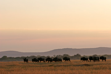 Fototapeta na wymiar afrykański krajobraz