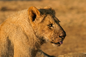 lion after feeding
