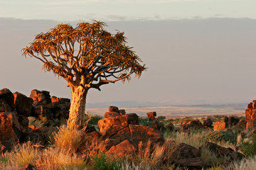 quiver tree landscape