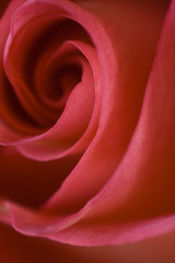 red and yellow rose macro 2