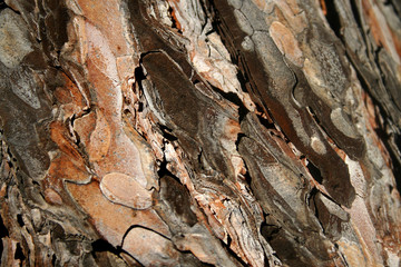 wooden bark