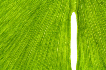 ginkgo 2