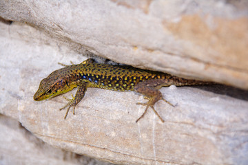 posing lizard