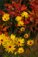 yellow flowers and red leafs - fall colors