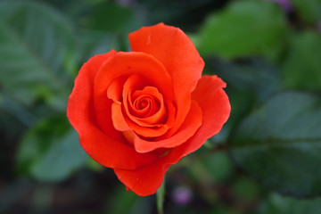 roses.