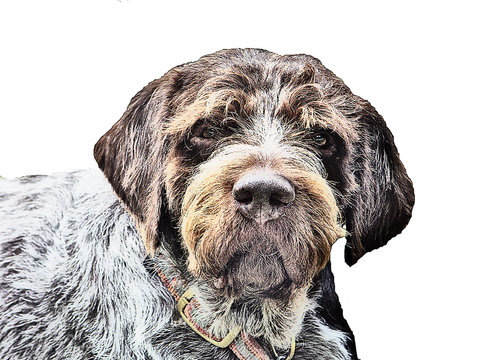 german wirehaired pointer stetch