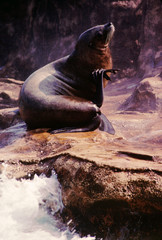 sea lion raising flipper