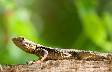 lizard