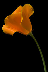 california poppy 1