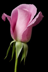 pink rose 5