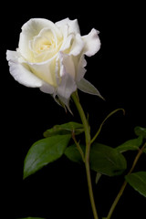 white rose 8